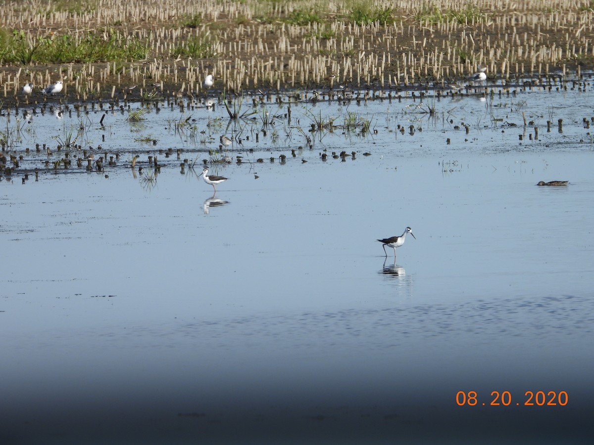 Black-necked Stilt - ML271984351