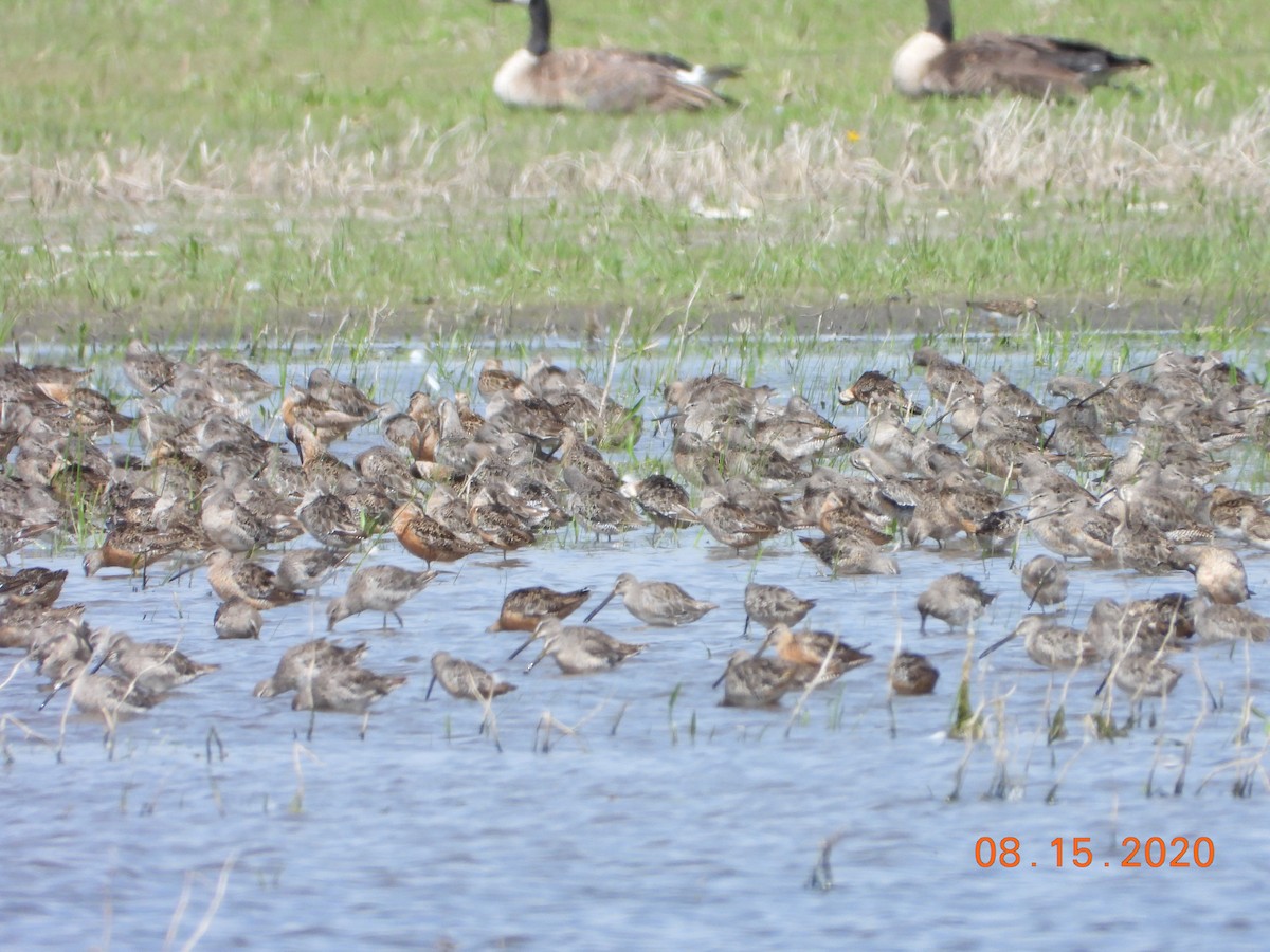 Long-billed Dowitcher - ML271987231