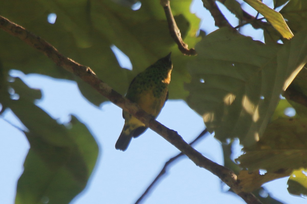 Yellow-bellied Tanager - ML271988491