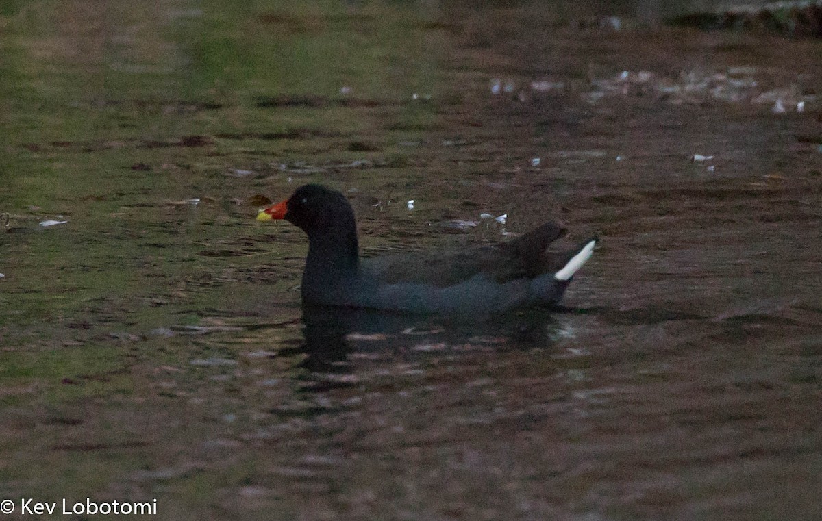 Dusky Moorhen - ML271988901