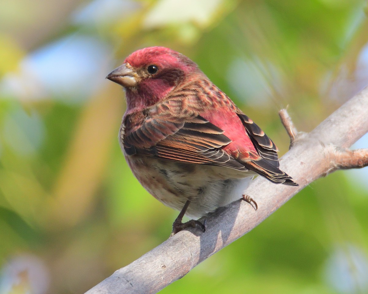 Purple Finch - ML271989281