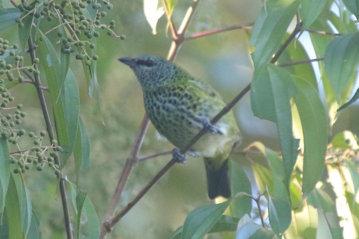 Spotted Tanager - ML271990431