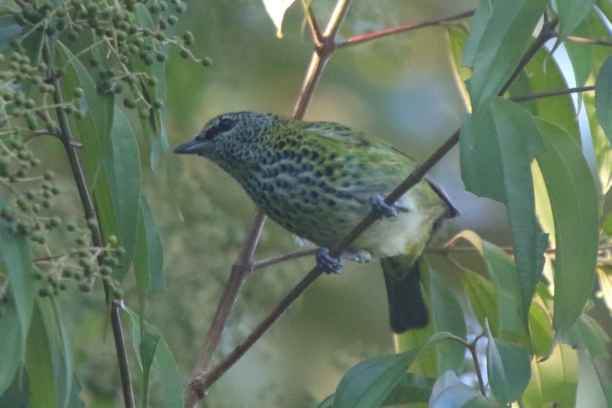 Spotted Tanager - ML271990451