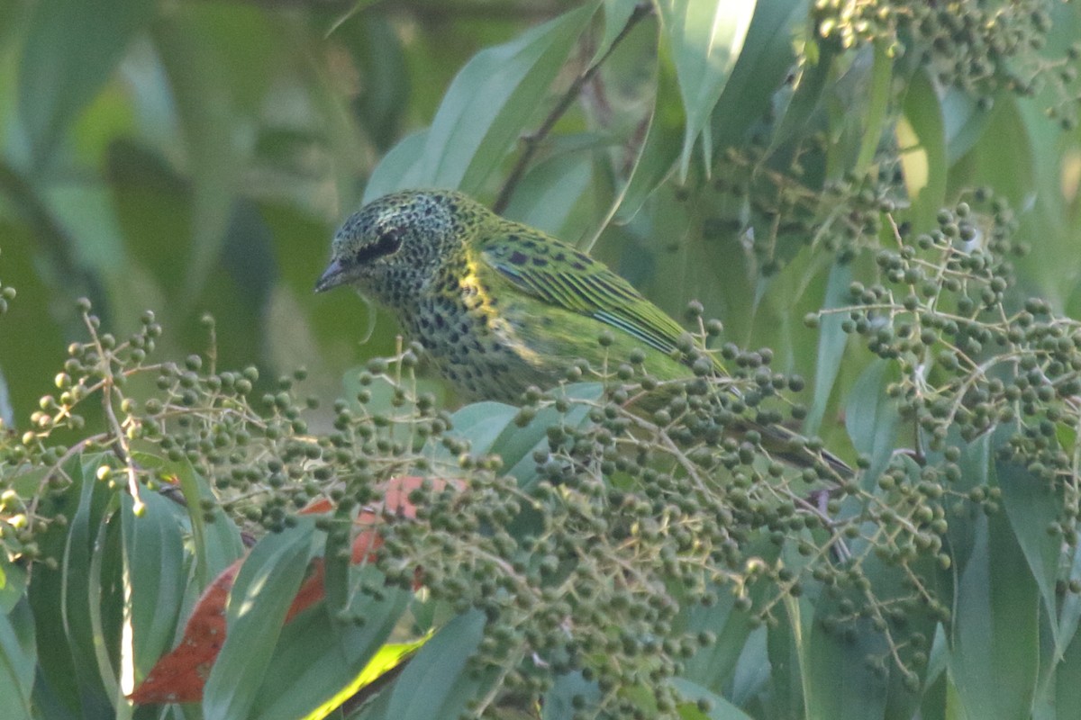Spotted Tanager - ML271990551