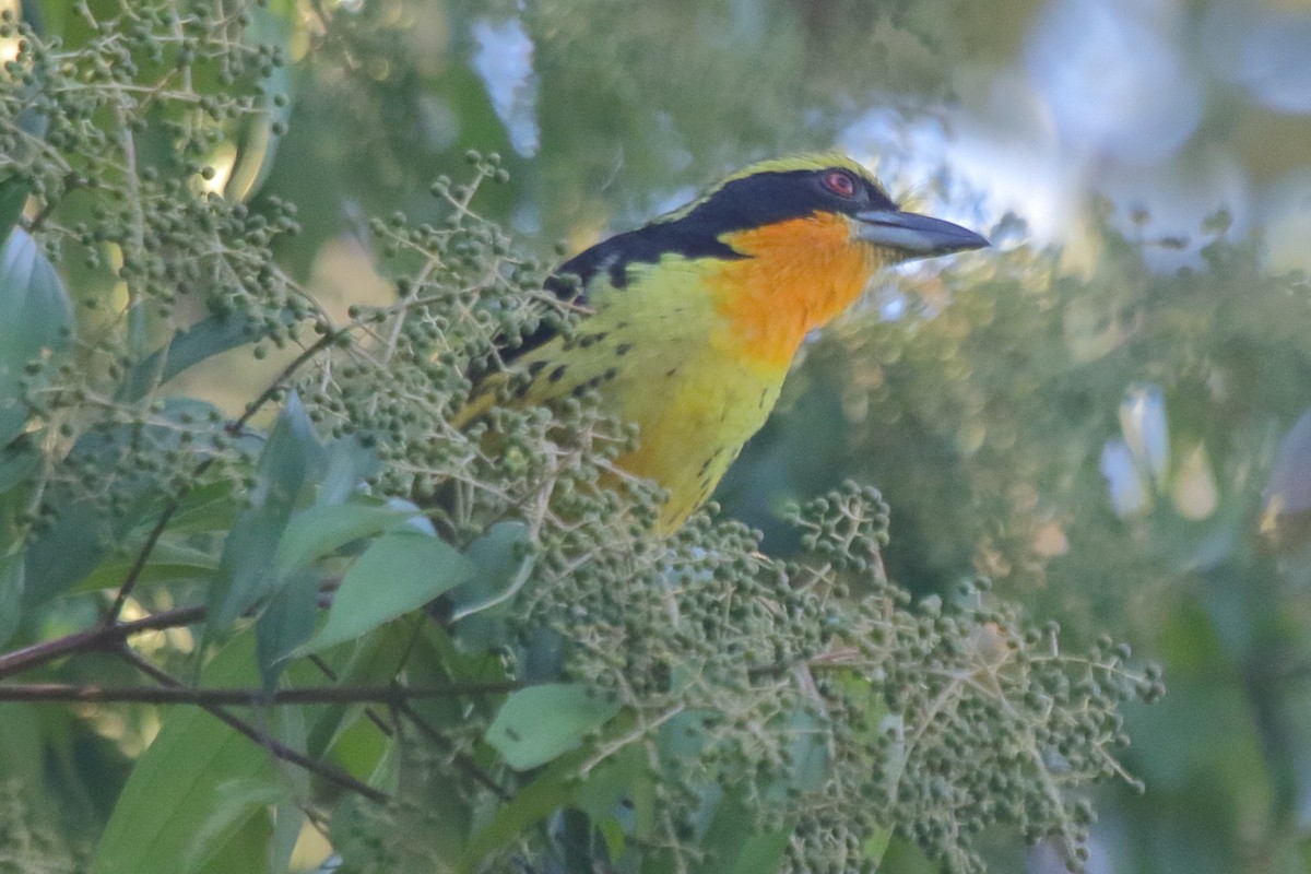 Gilded Barbet - ML271990911