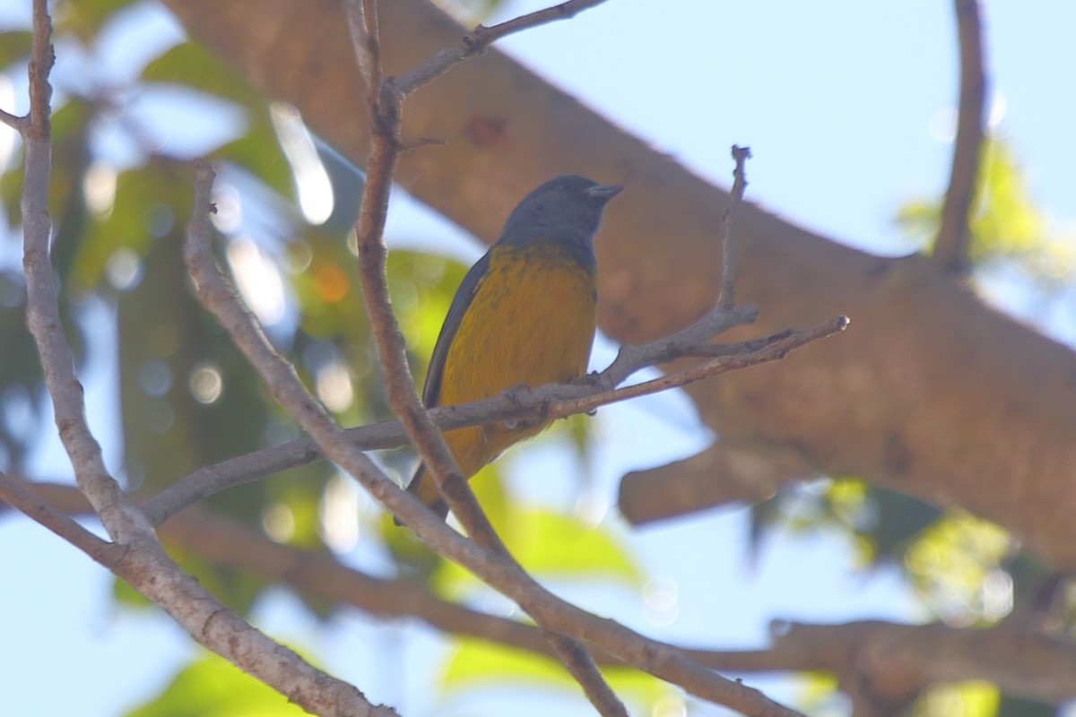 Plumbeous Euphonia - ML271991031