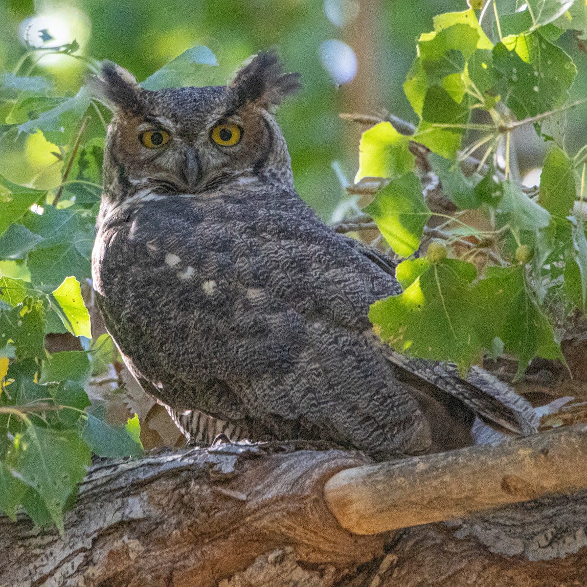 Great Horned Owl - Peggy Steffens