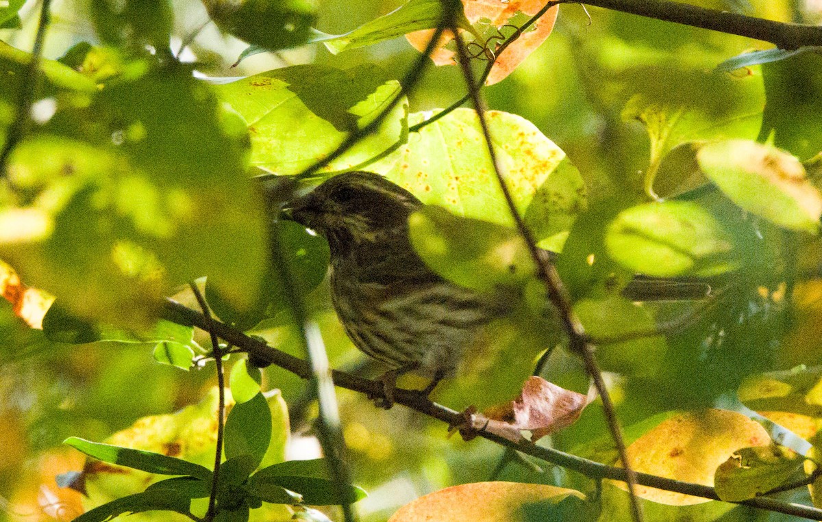 Purple Finch (Eastern) - ML271993881