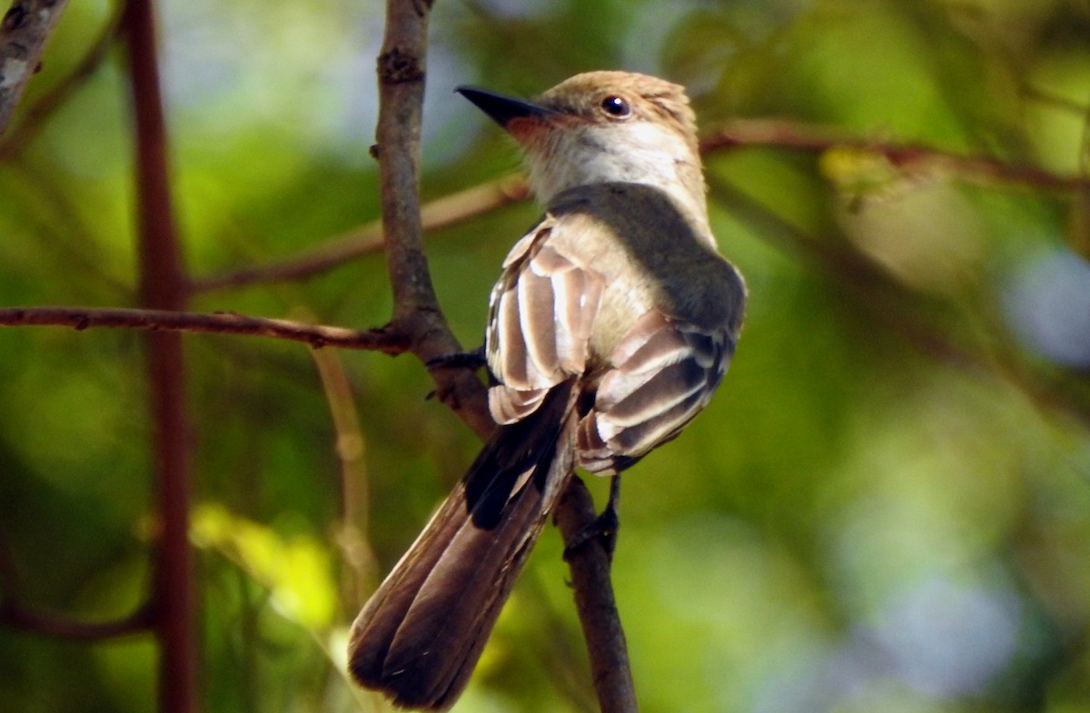 Short-crested Flycatcher - Cátia Cristina  Rodrigues