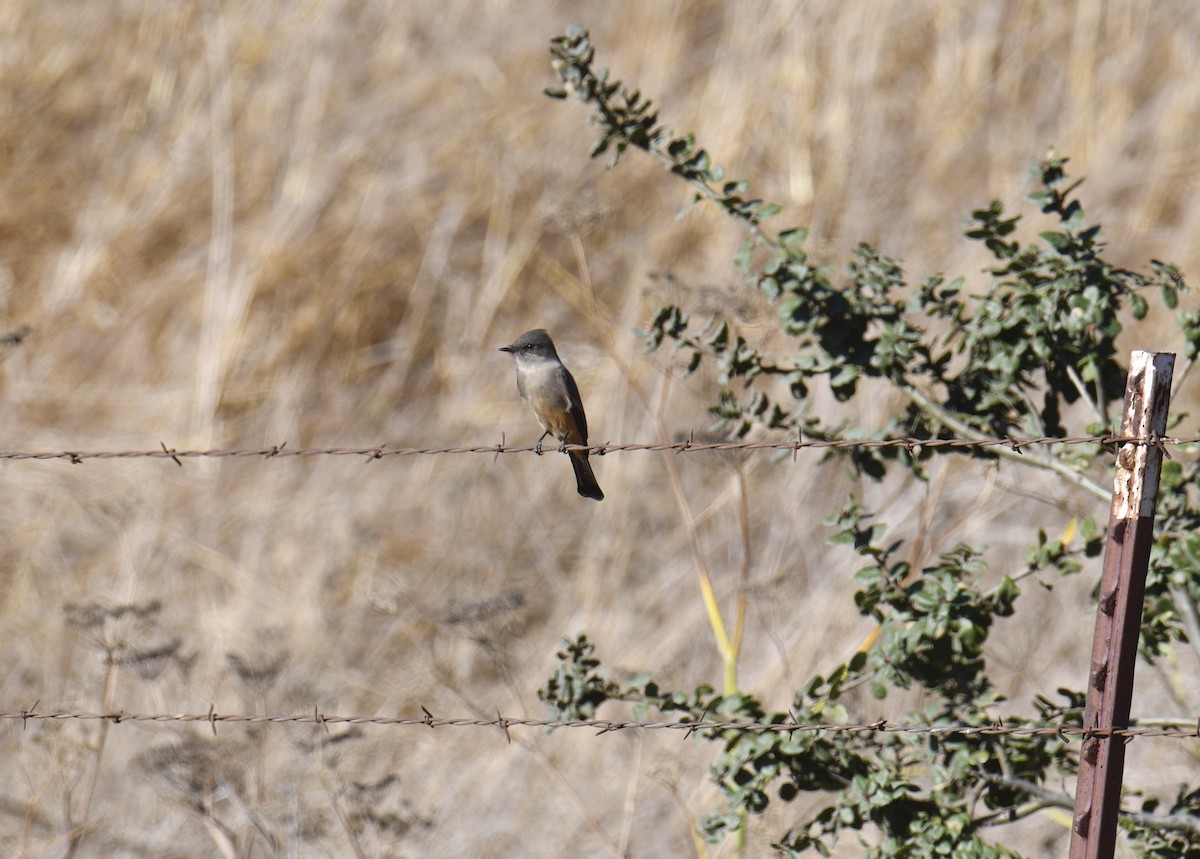 Say's Phoebe - Anonymous