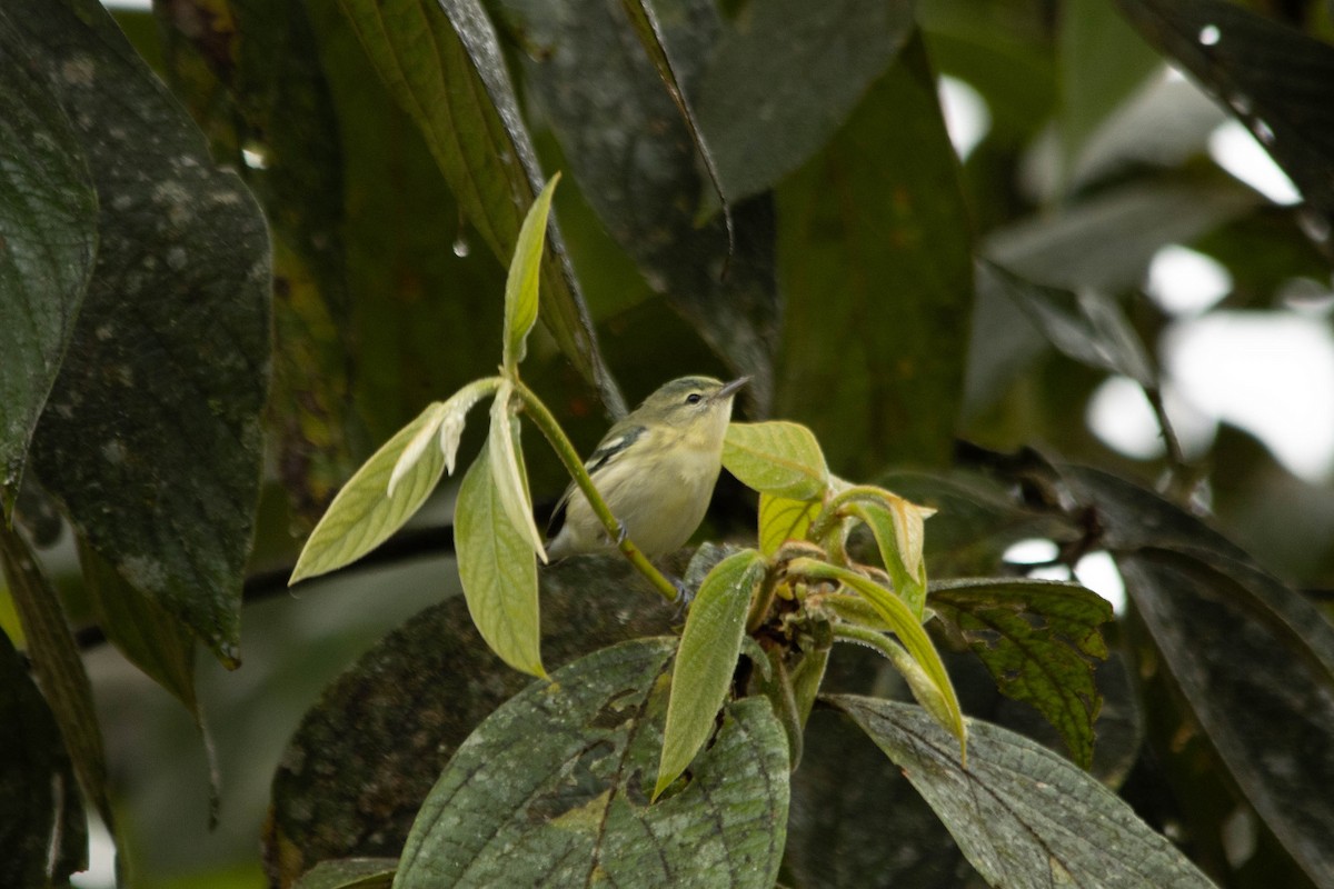 Cerulean Warbler - Christiana Fattorelli