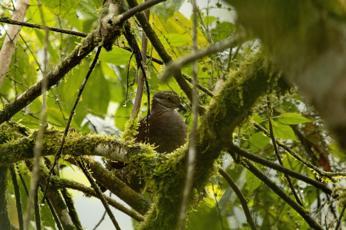 White-throated Quail-Dove - ML271996001