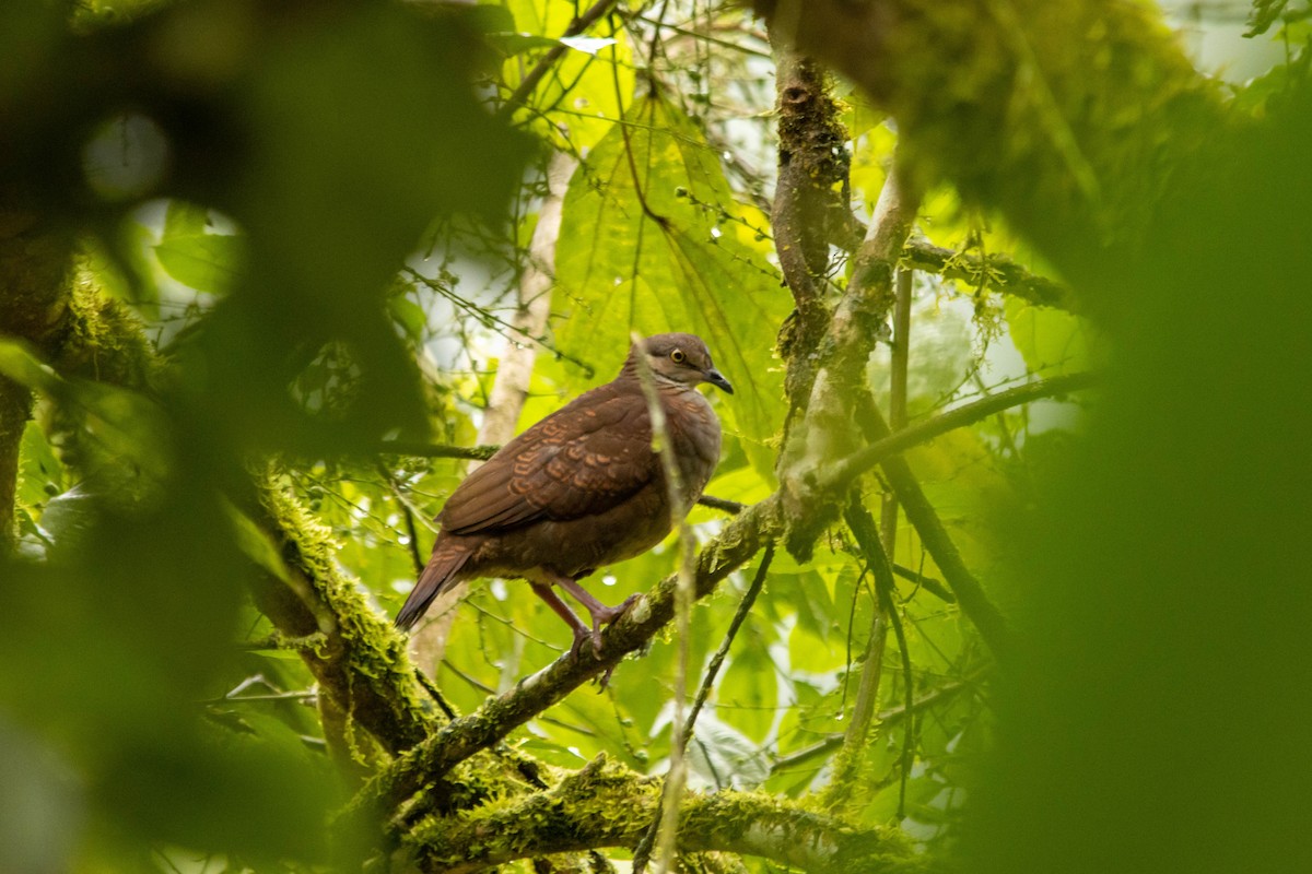 White-throated Quail-Dove - ML271997701