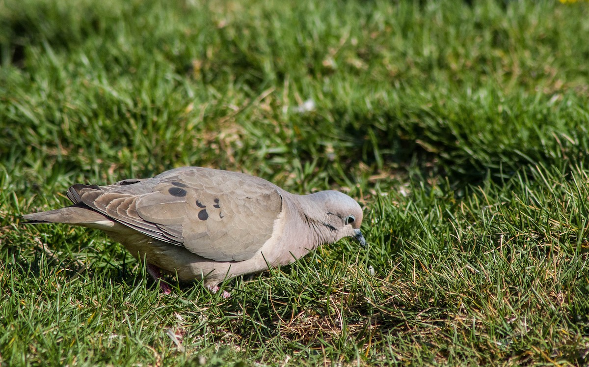 Eared Dove - Daniela Miranda troncoso