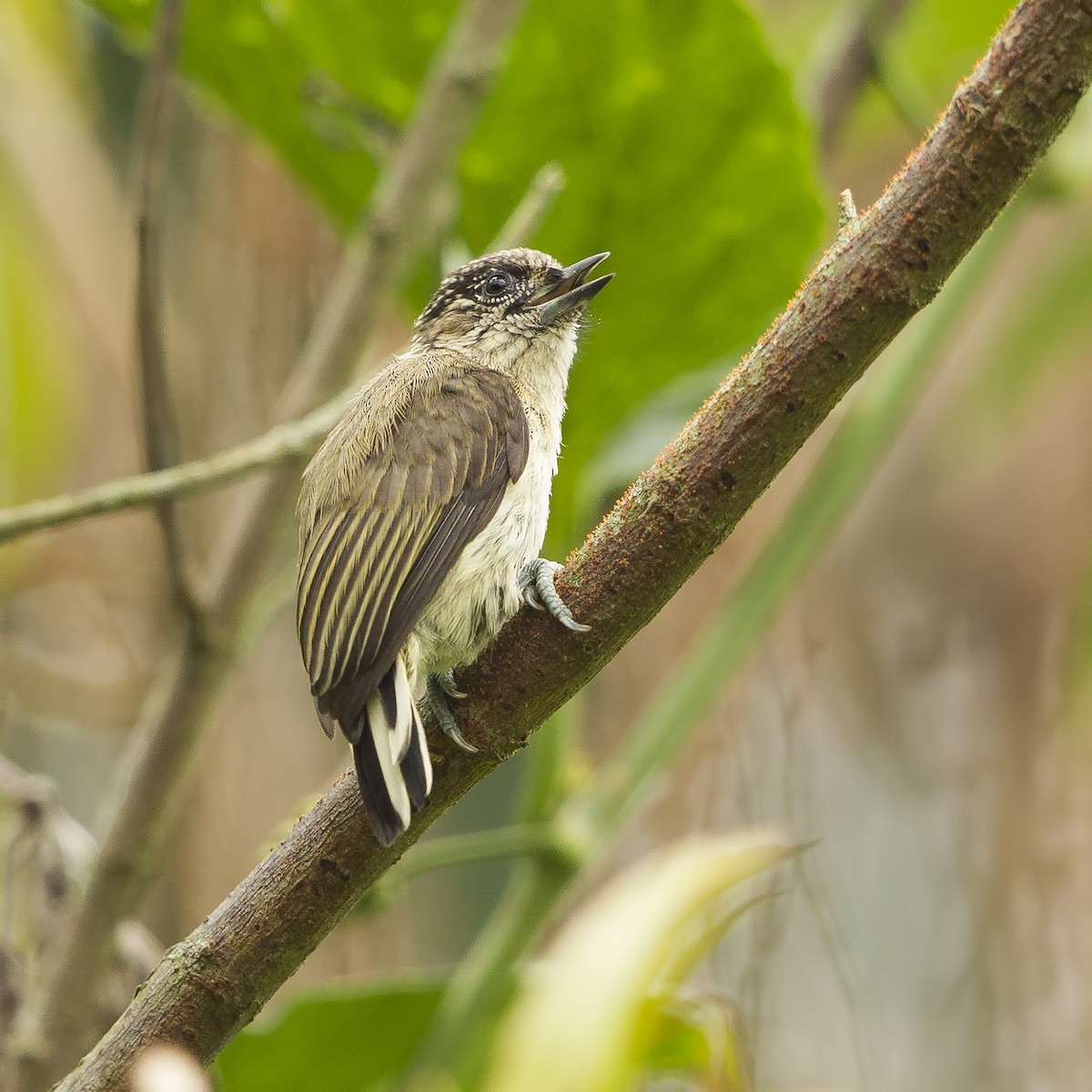 Grayish Piculet - Peter Hawrylyshyn