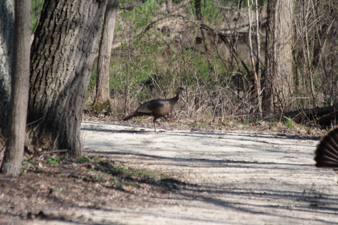 Wild Turkey - ML27200031