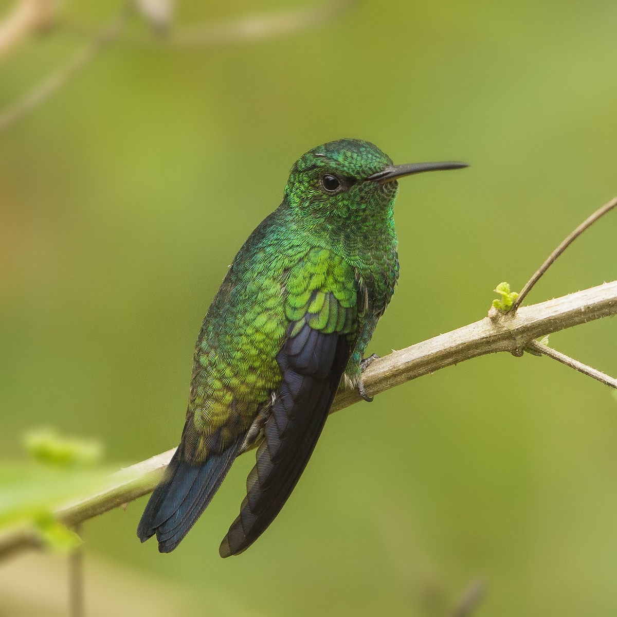 Steely-vented Hummingbird - ML27200301