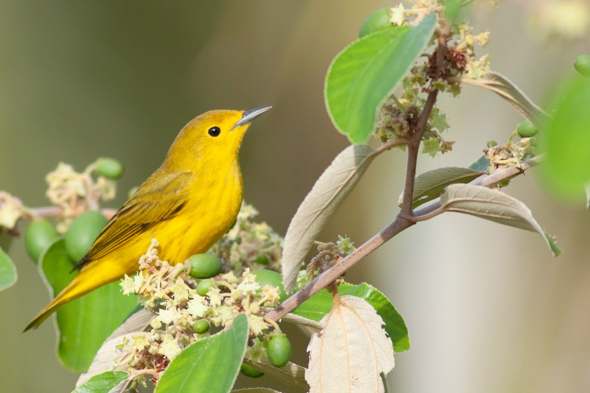 Northern Yellow Warbler - Francis Canto Jr