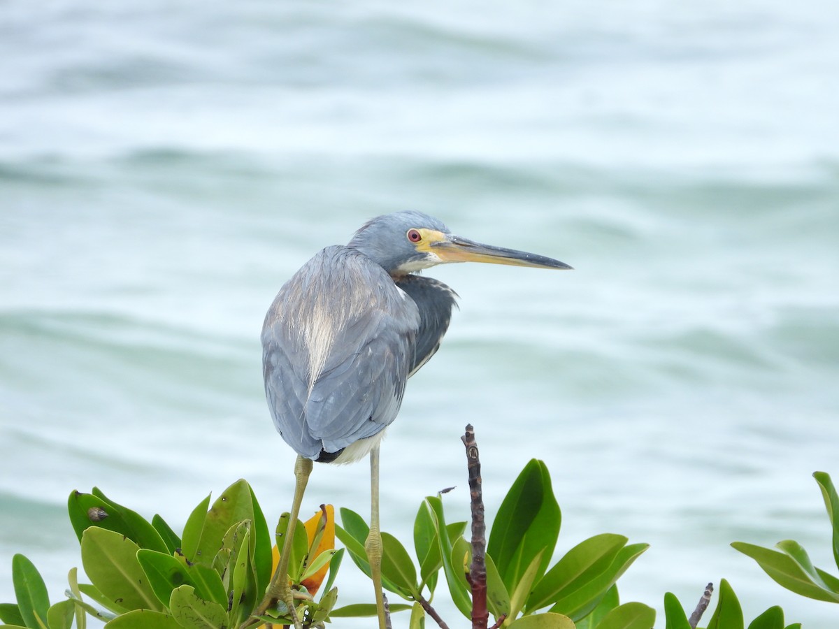 Tricolored Heron - Martha Cartwright