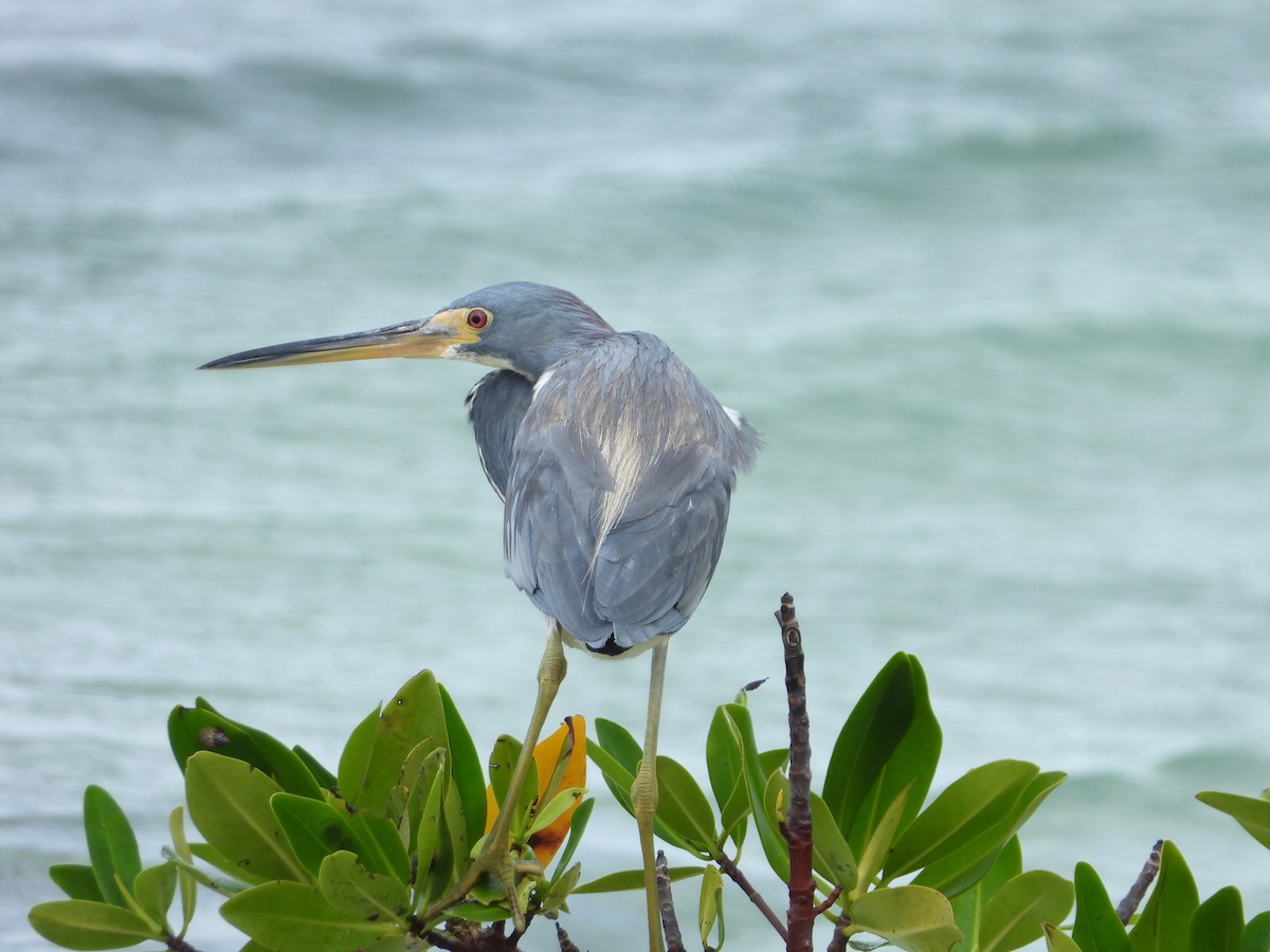 Tricolored Heron - Martha Cartwright