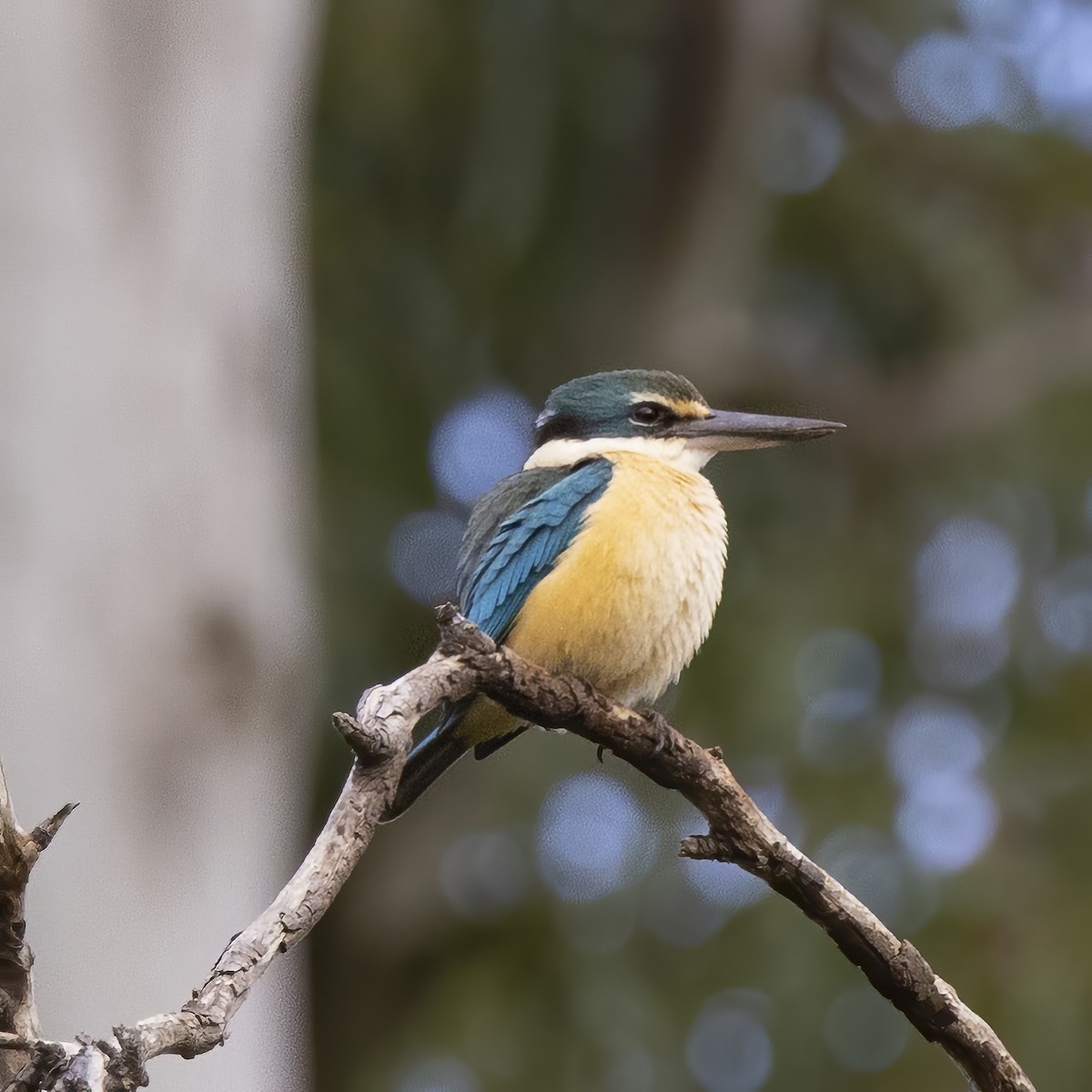 Sacred Kingfisher - ML272006191