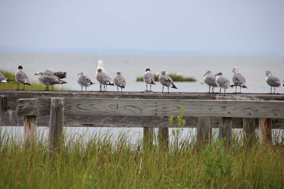 Laughing Gull - Denise Currin