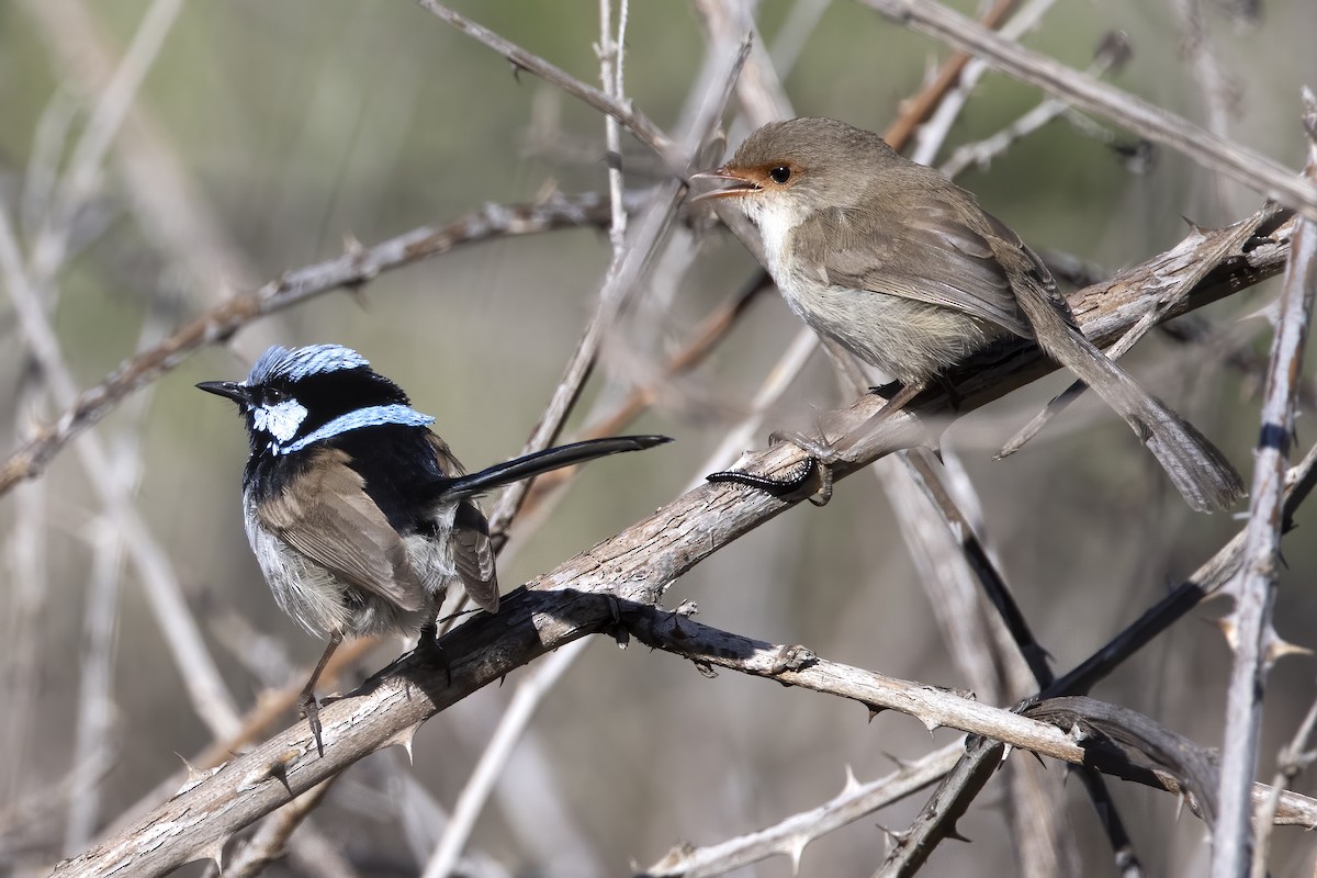 Superb Fairywren - ML272006571