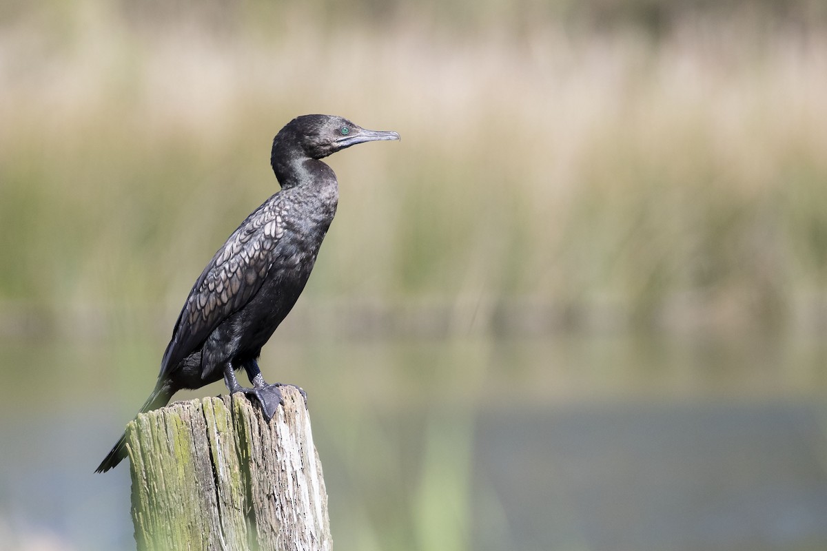 Little Black Cormorant - ML272007481