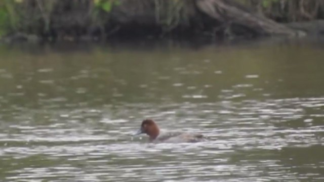 Redhead - ML272008101