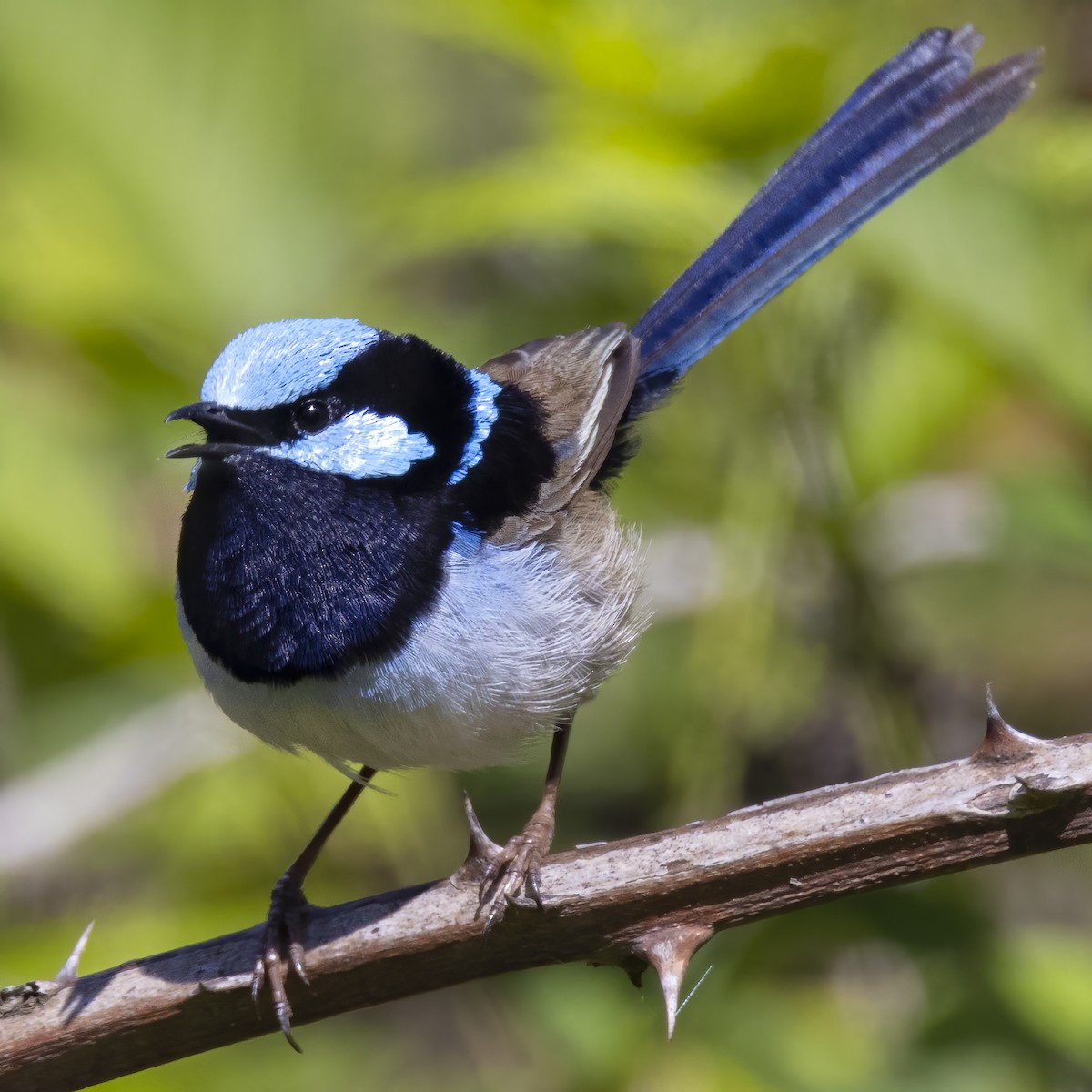 Superb Fairywren - ML272008111