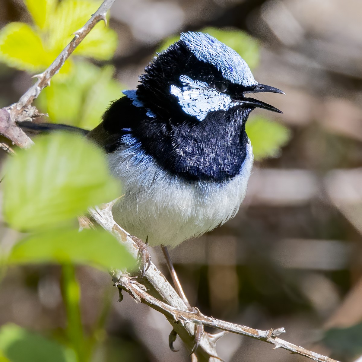 Superb Fairywren - Cedric Bear