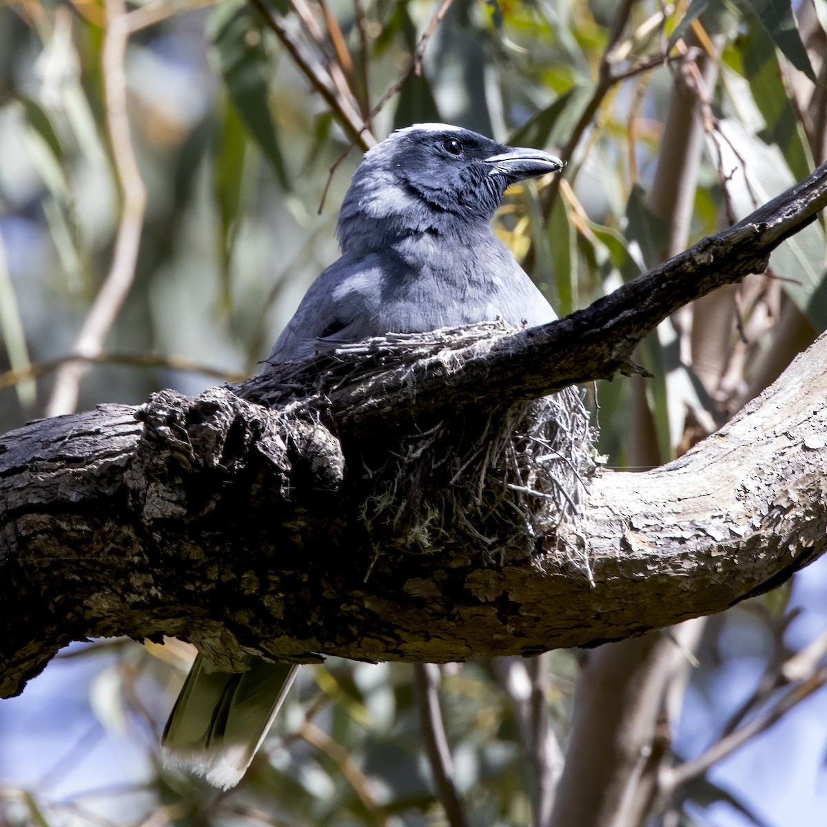 Black-faced Cuckooshrike - ML272008351