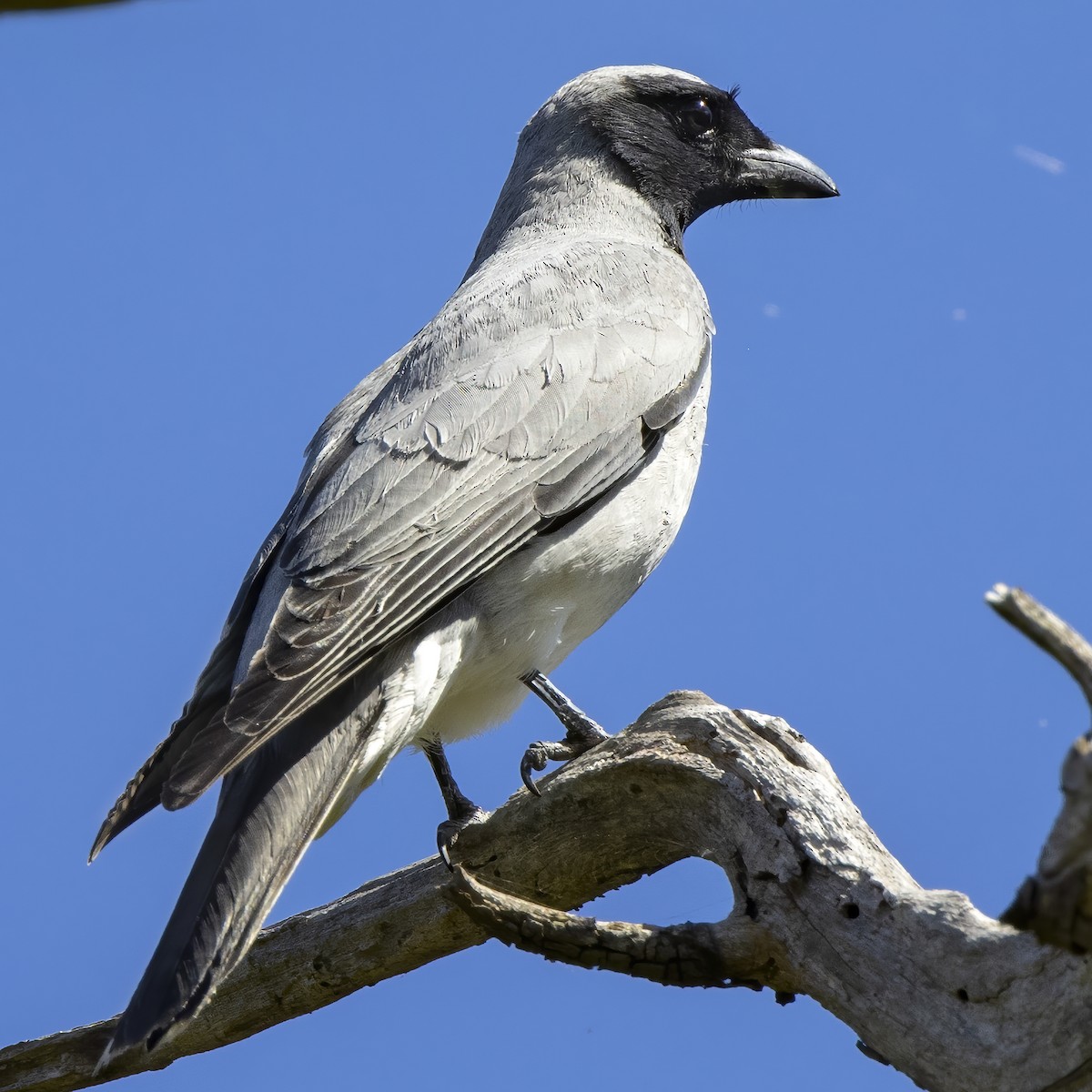 Black-faced Cuckooshrike - ML272008421