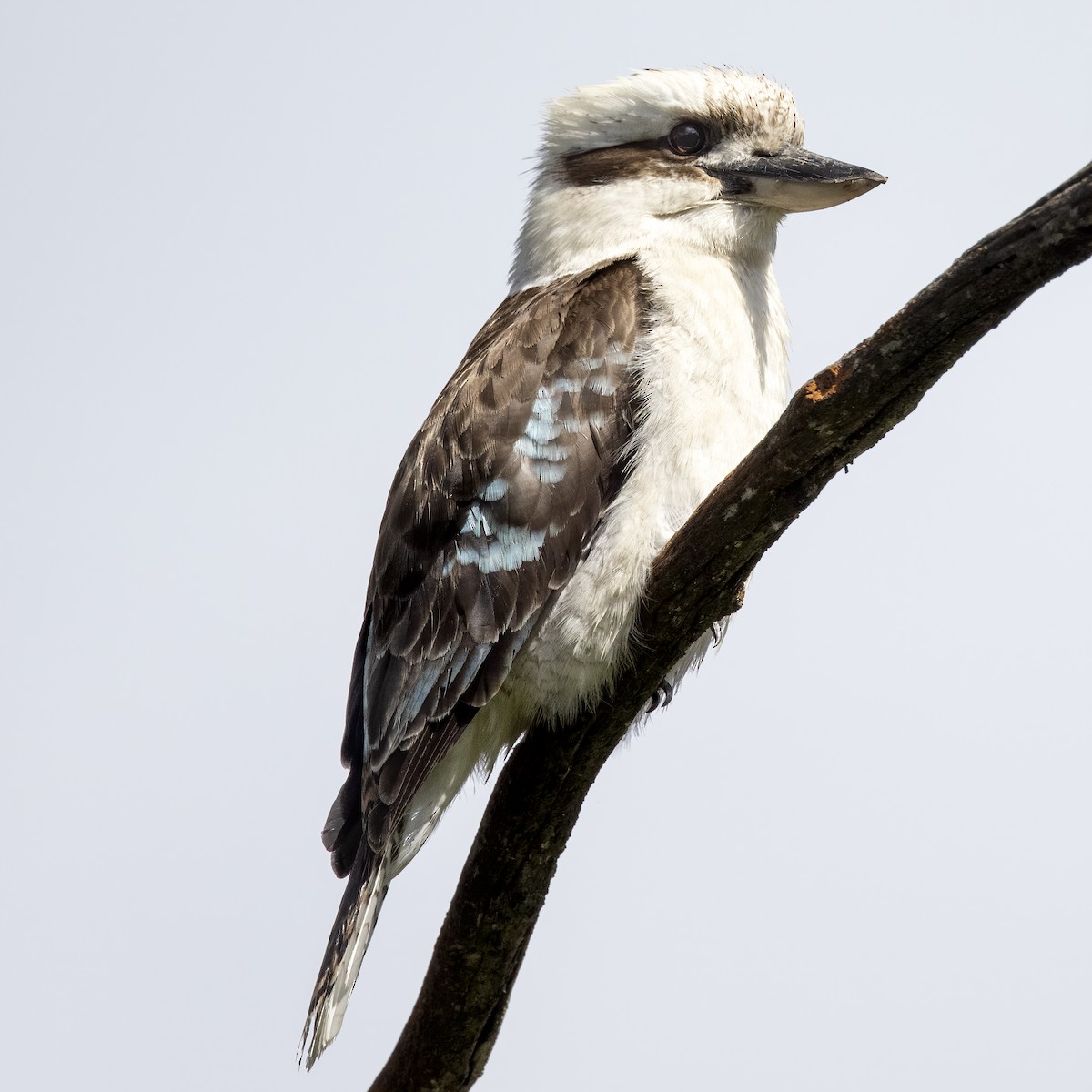 Laughing Kookaburra - Cedric Bear