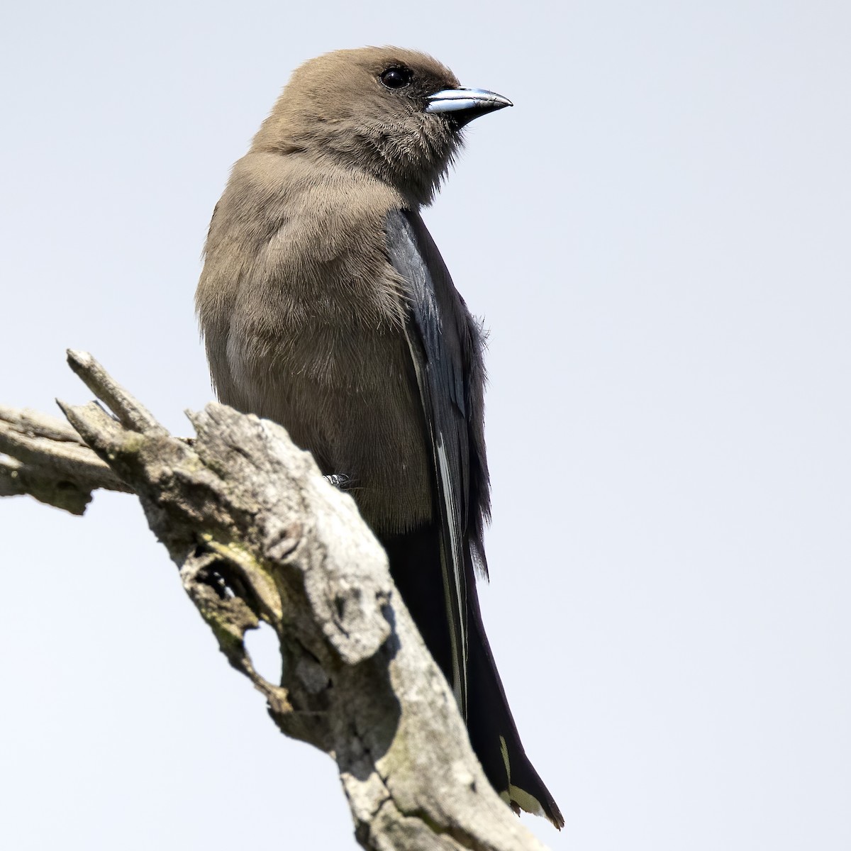 Dusky Woodswallow - Cedric Bear