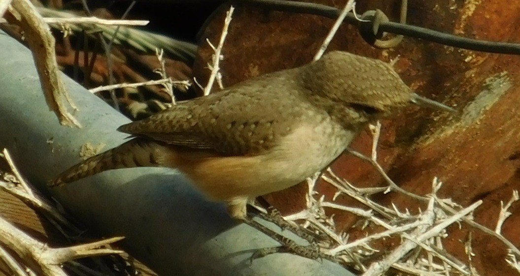 eBird Checklist - 17 Oct 2020 - Ayer (restricted access) - 40 species