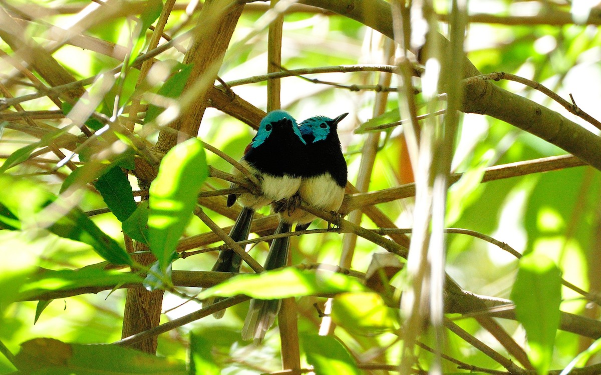 Variegated Fairywren - ML272009621