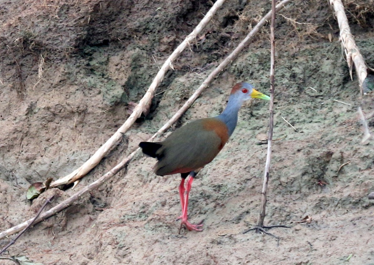 Russet-naped Wood-Rail - ML27201301