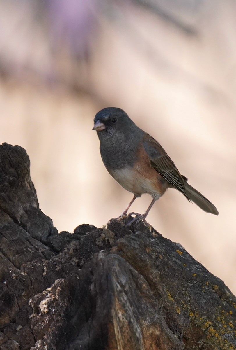 Dark-eyed Junco - ML272013421