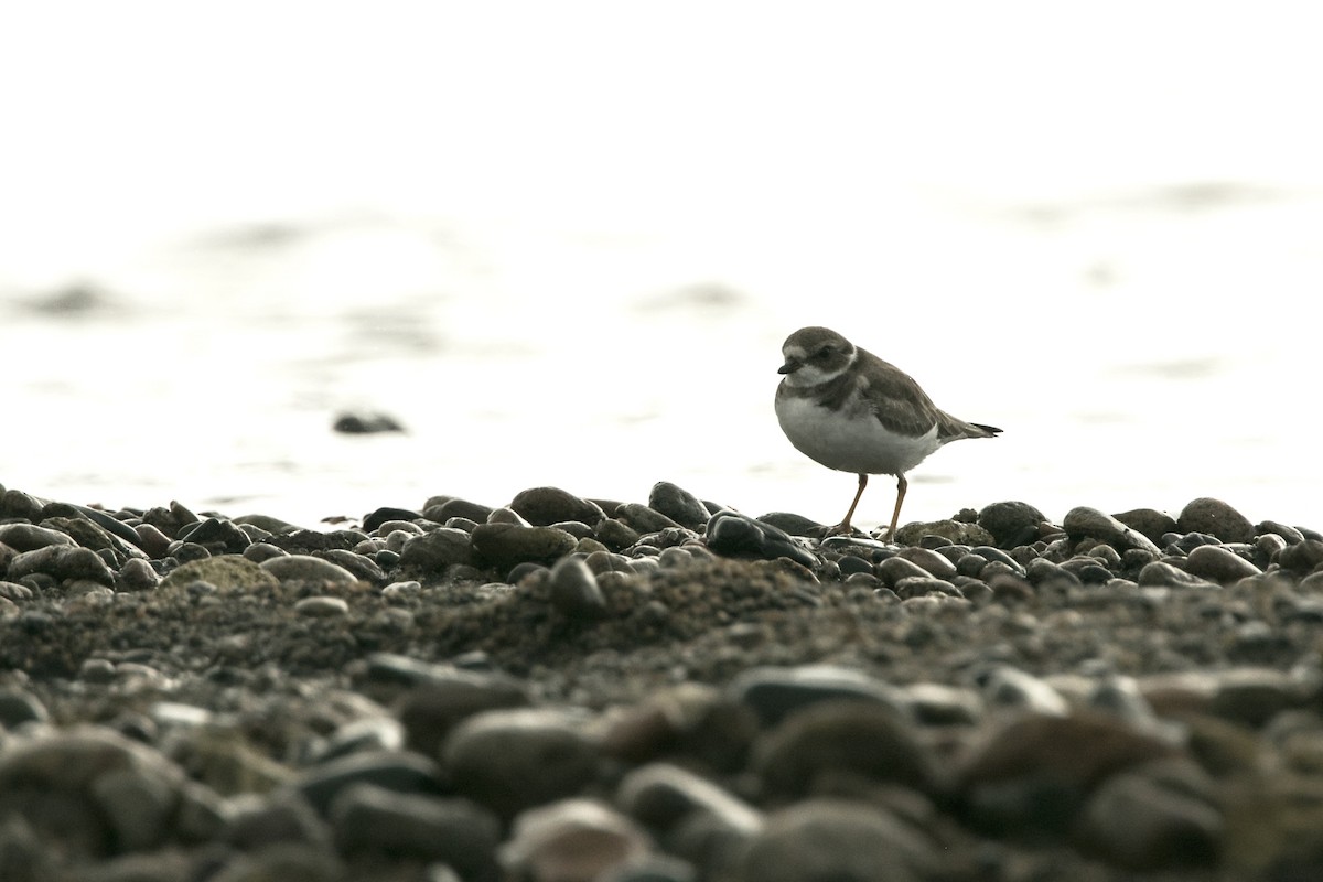 Semipalmated Plover - ML272013571