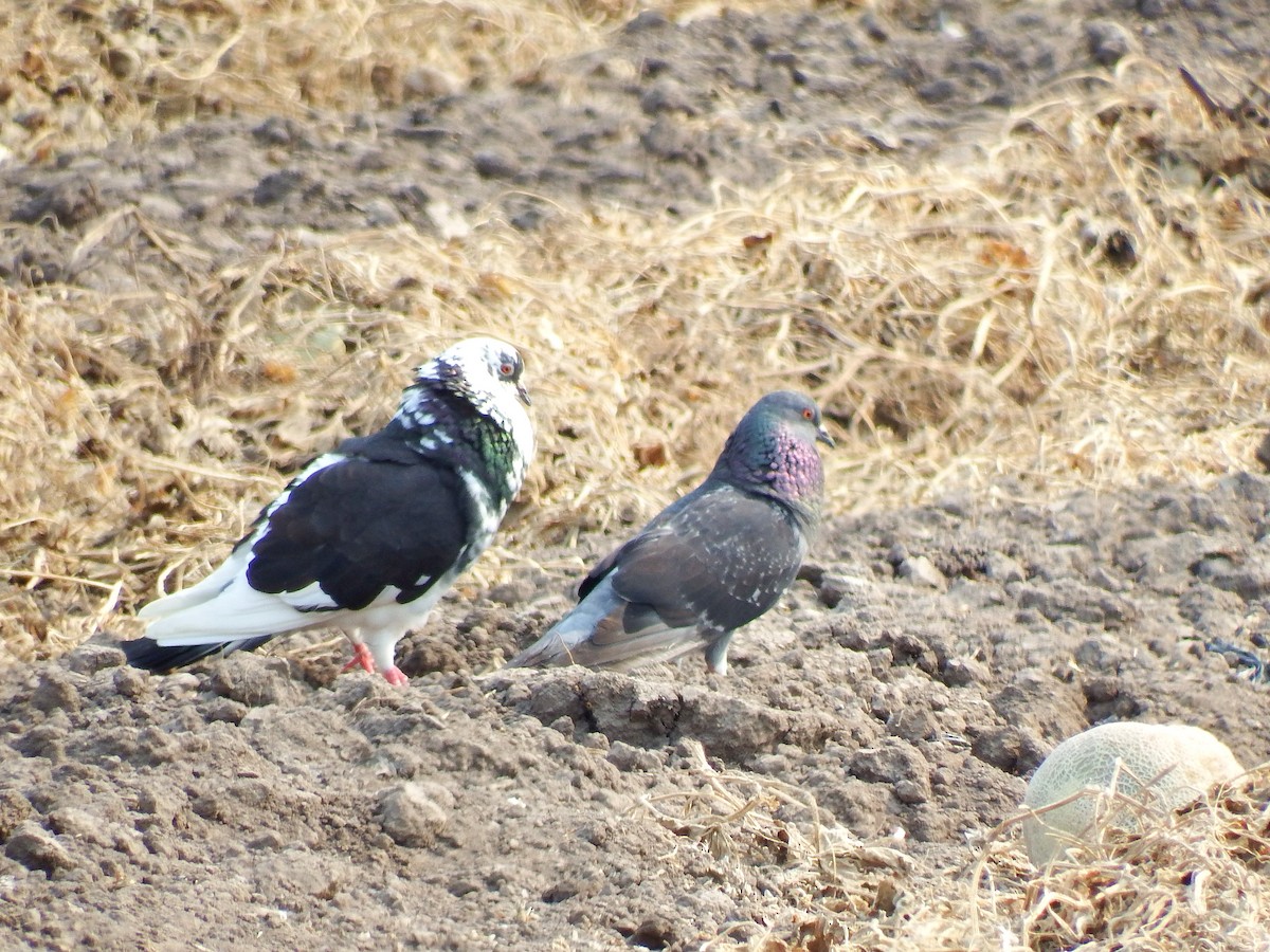 Rock Pigeon (Feral Pigeon) - ML27201401