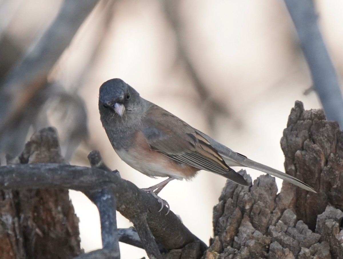 Dark-eyed Junco - ML272014061