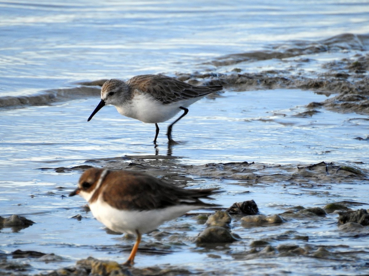 Western Sandpiper - Luis Gonzalez