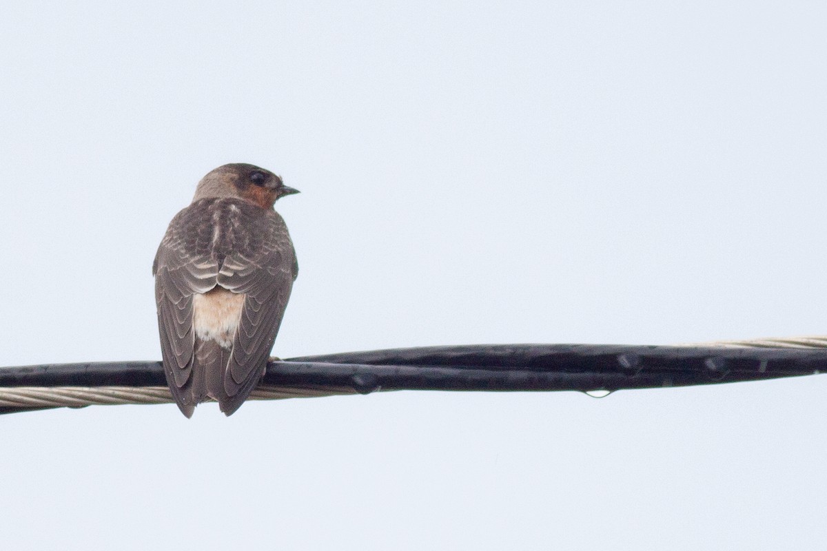 Cliff Swallow - Francis Canto Jr