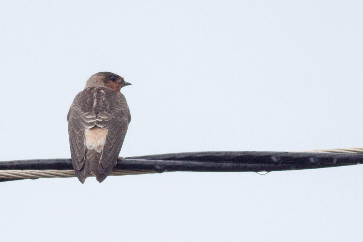 Golondrina Risquera - ML272019211