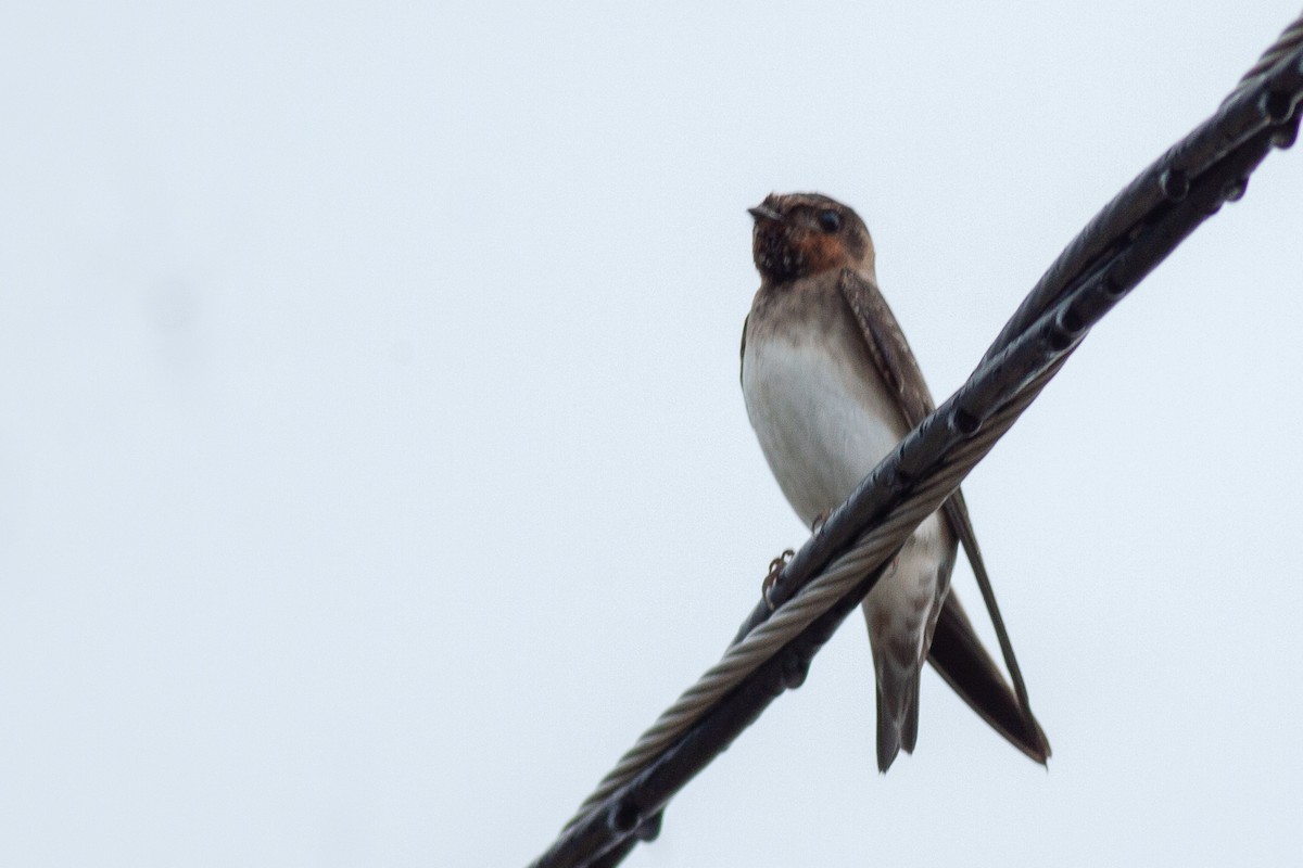 Cliff Swallow - Francis Canto Jr