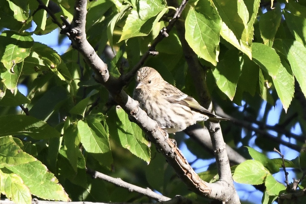 Pine Siskin - ML272020211