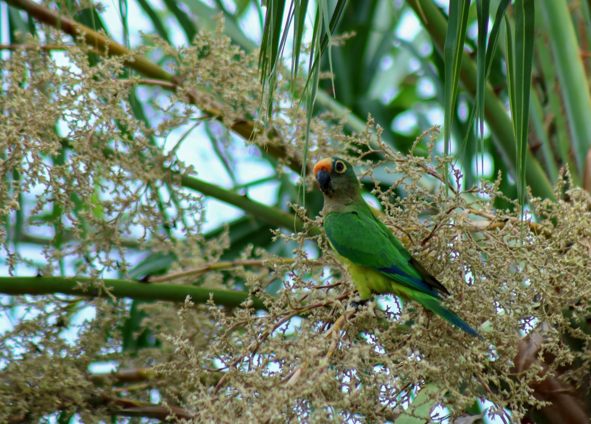 Aratinga Frentidorada - ML272020401