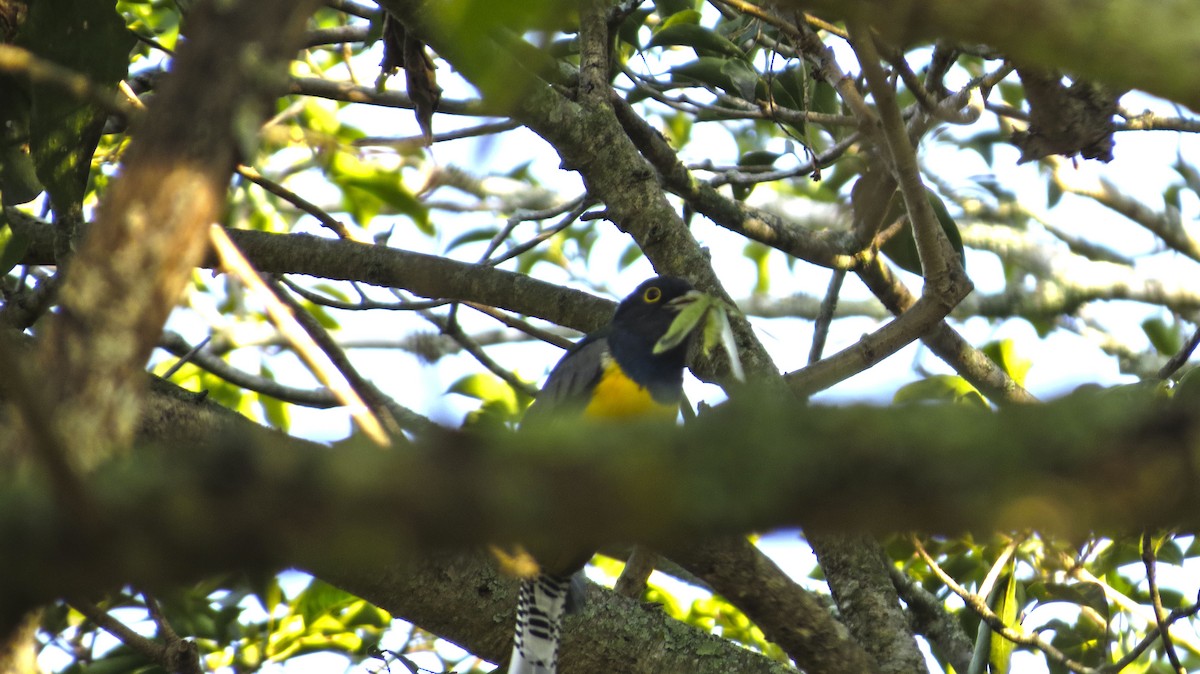 Gartered Trogon - Ron A. Fernández