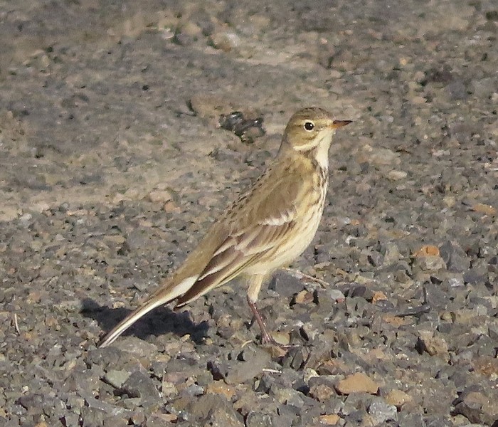 American Pipit - ML272021101